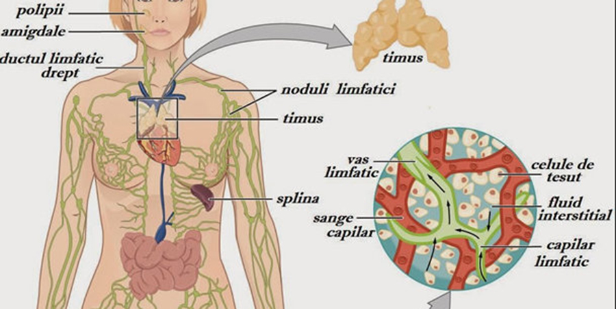 4 metode simple de a stimula sistemul limfatic